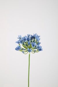 Agapanthus