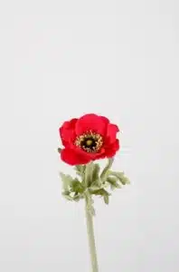 Anemone 36 cm – Pink