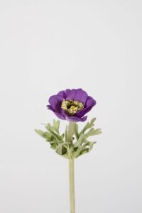 Anemone 36cm – Blue