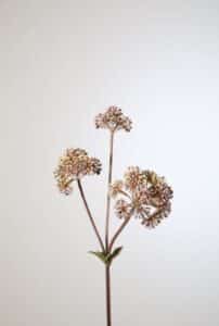 Angelica