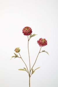 Aster Stem 70cm