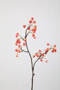 Berry Stem