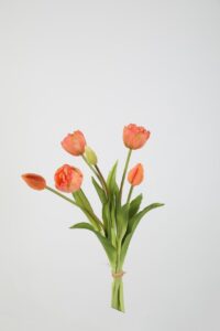 Bosje Tulpen - Peach