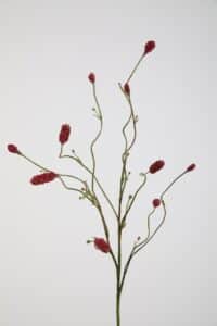 Burnet Spray