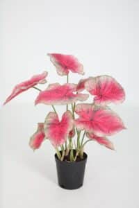 Caladium in Pot - 61cm