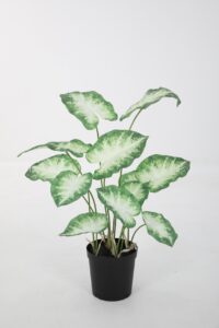Caladium in Pot - 80cm
