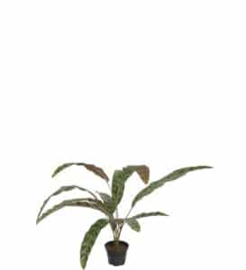 Calathea 45cm