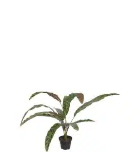 Calathea 45cm