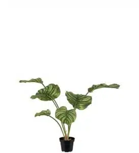 Calathea 55cm