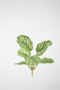 Calathea Bush 49cm