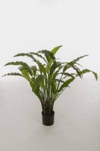Calathea Potted Bush - 82cm