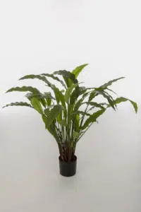 Calathea Potted Bush - 82cm