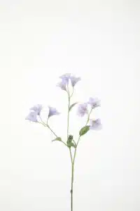Campanula Stem 74cm