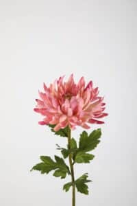 Chrysanthemum Stem - Pink