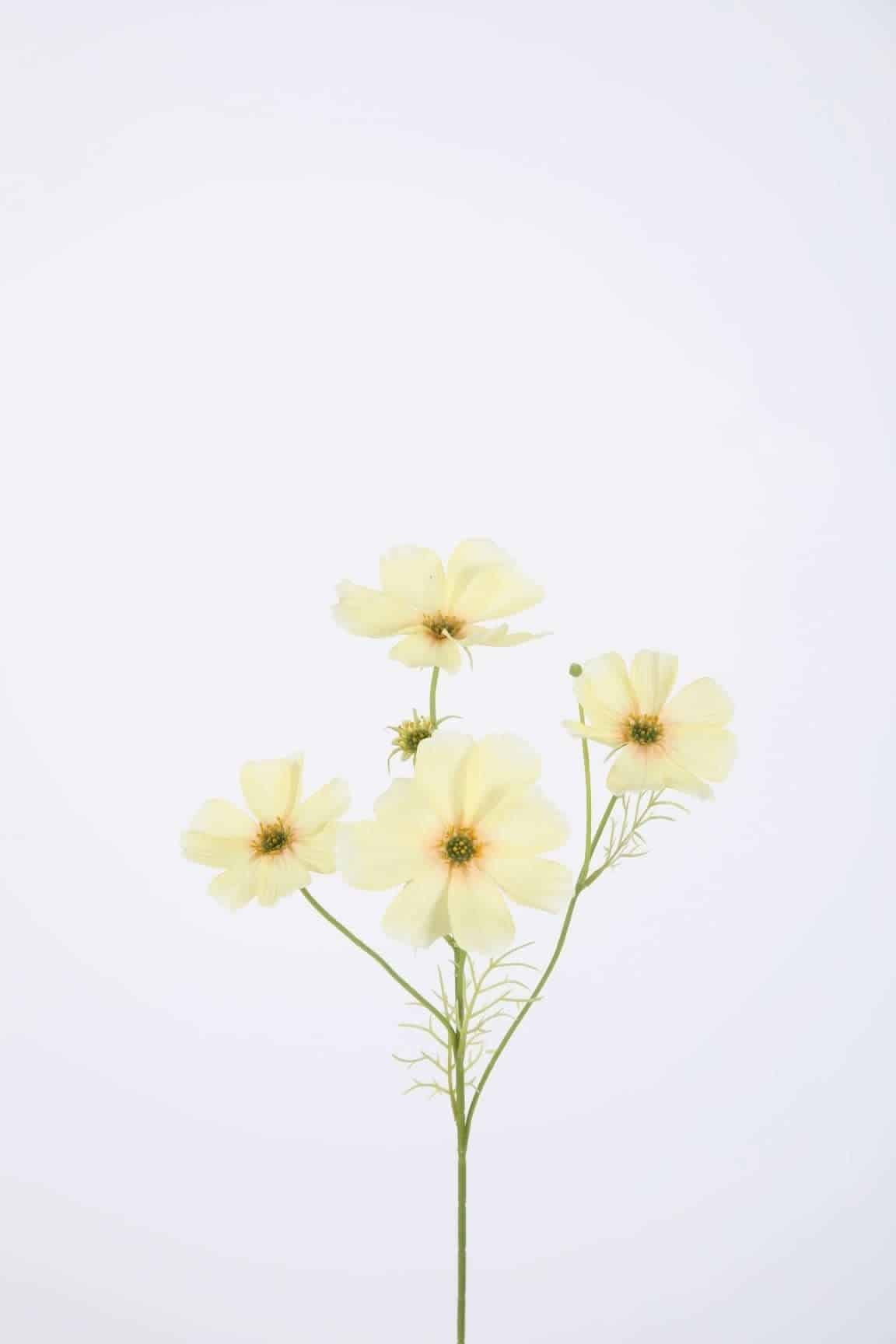 Cosmos Spray x4 67cm