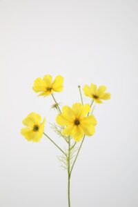 Cosmos Spray x4 - 67cm