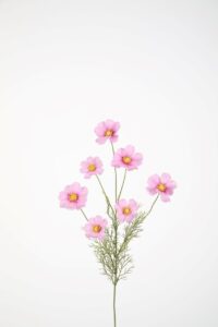 Cosmos Spray x7 77cm