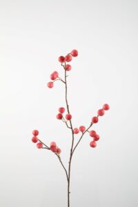 Crab Apple 97cm