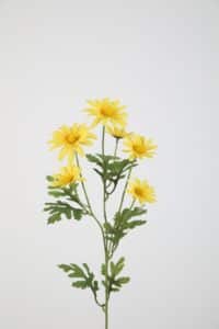 Daisy Spray - 70cm