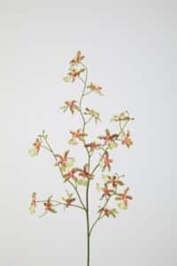 Dancing Orchid - 94cm