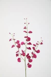 Dancing Orchid Spray