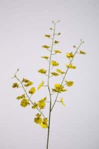 Dancing Orchid Spray x 31 flrs 10 Buds 80cm