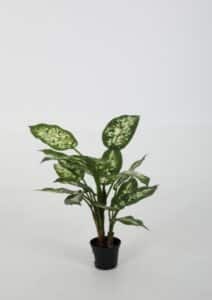 Dieffenbachia Cabdida – 45 cm