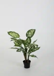 Dieffenbachia Cabdida – 45 cm