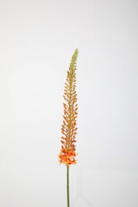 Eremurus Stem