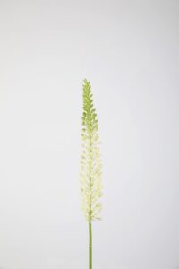 Eremurus Stem 75cm