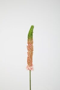 Eremurus Stem - 84cm
