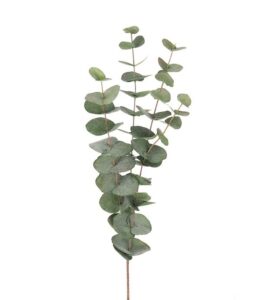 Eucalyptus 60cm