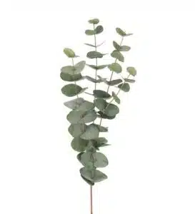 Eucalyptus 60cm