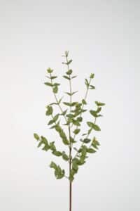 Eucalyptus Parvifolia 97cm