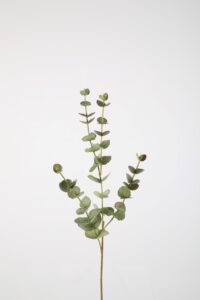 Eucalyptus Spray