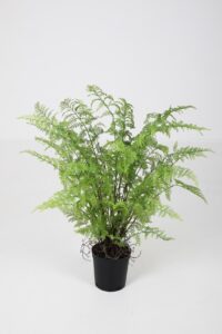 Fern in Pot - 91cm