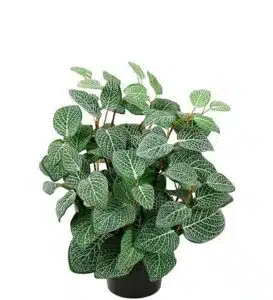 Fittonia 34cm