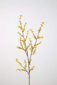 Forsythia Spray 115cm