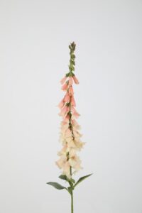 Foxglove Stem - zachtroze 89cm