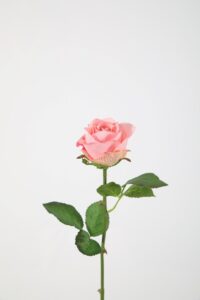 French Rose Stem - roze 56cm