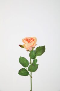 French Rose Stem - zachtroze 56cm