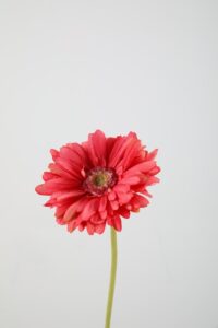 Gerbera Daisy Stem Pink - 53cm