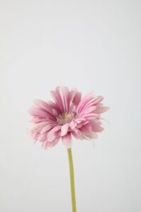 Gerbera Daisy Stem – Purple