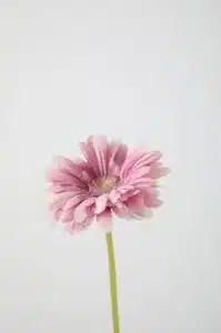 Gerbera Daisy Stem – Purple