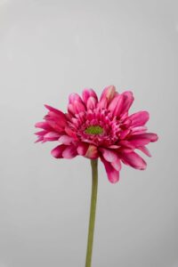 Gerbera Stem fuchsia - 55 x 10cm