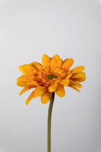 Gerbera Stem yellow - 55 x 10cm