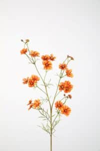 Helenium Spray Geel / Oranje 85cm