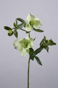 Helleborus Spray w/2 Flrs - Green