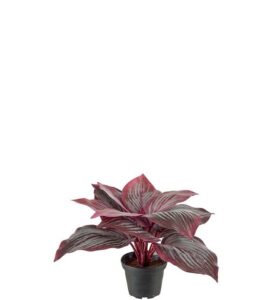 Hosta 20cm