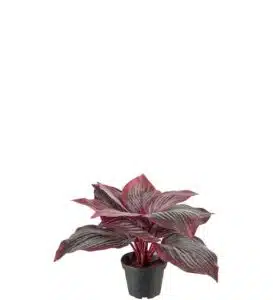 Hosta 20cm